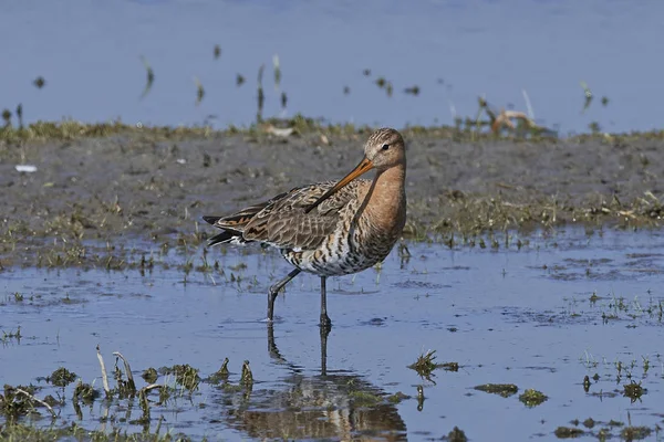 Godwit Cauda Preta Seu Habitat Natural Dinamarca — Fotografia de Stock