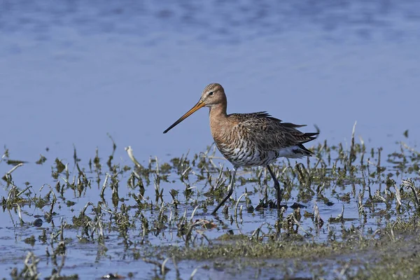 Rödspov Sitt Naturliga Habitat Danmark — Stockfoto