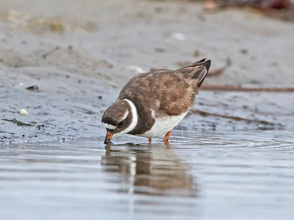 Загальні Кільчаста Plover Його Природному Середовищі Існування Данії — стокове фото