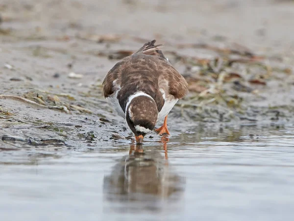 Загальні Кільчаста Plover Його Природному Середовищі Існування Данії — стокове фото