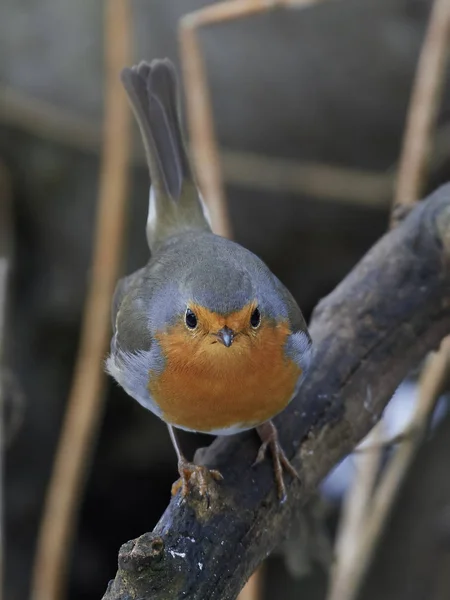 Robin Europeo Hábitat Natural —  Fotos de Stock