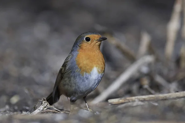 덴마크의 서식지에서 식하는 유럽울새 — 스톡 사진