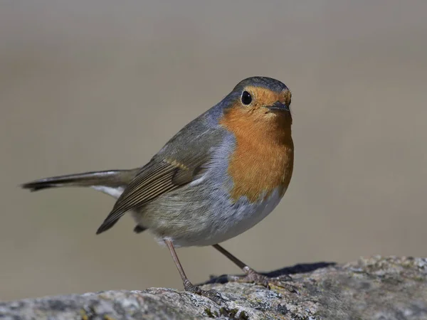 Robin Europeu Seu Habitat Natural Dinamarca — Fotografia de Stock