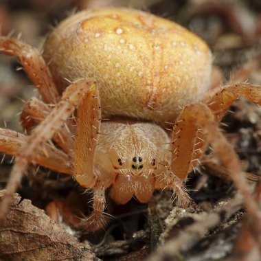 Turuncu çapraz örümcek (Araneus diadematus makro fotoğraf)