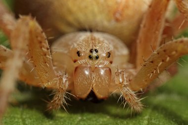 Turuncu çapraz örümcek (Araneus diadematus makro fotoğraf)