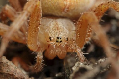 Turuncu çapraz örümcek (Araneus diadematus makro fotoğraf)