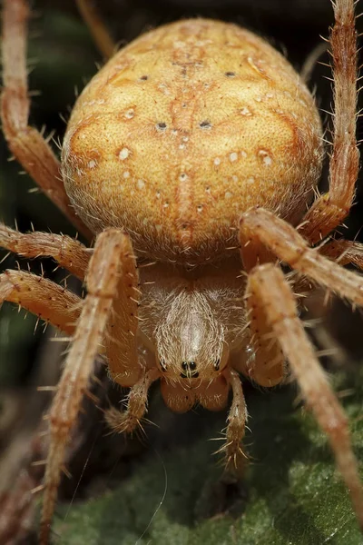 Macro Foto Uma Aranha Cruz Laranja Araneus Diadematus — Fotografia de Stock