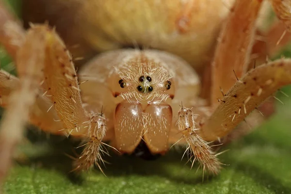 Turuncu çapraz örümcek (Araneus diadematus makro fotoğraf)