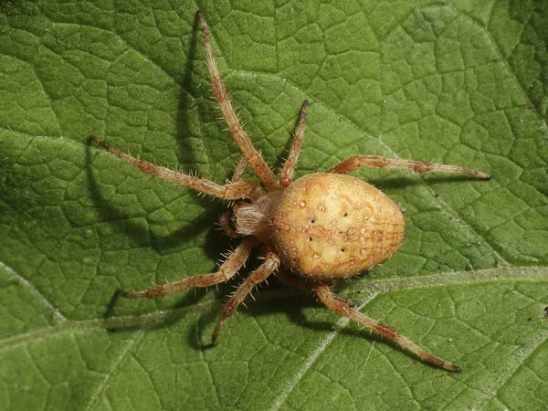 Macro Foto Uma Aranha Cruz Laranja Araneus Diadematus — Fotografia de Stock