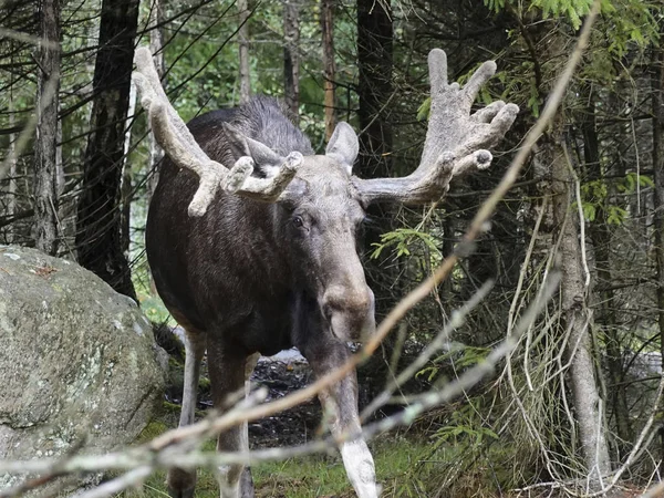 Elk Eurasiano Seu Habitat Natural Suécia — Fotografia de Stock