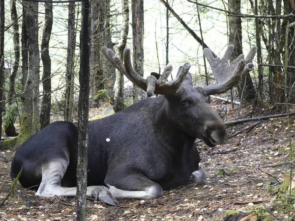 Euraziatische Elk Zijn Natuurlijke Habitat Zweden — Stockfoto