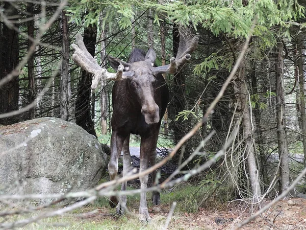 Euraziatische Elk Zijn Natuurlijke Habitat Zweden — Stockfoto