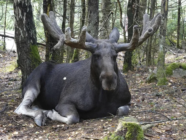 Eurasian Elk Its Natural Habitat Sweden — Stock Photo, Image