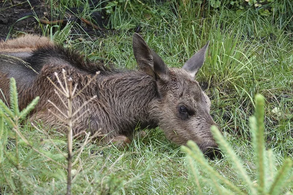 Jonge Euraziatische Elk Zijn Natuurlijke Habitat Zweden — Stockfoto