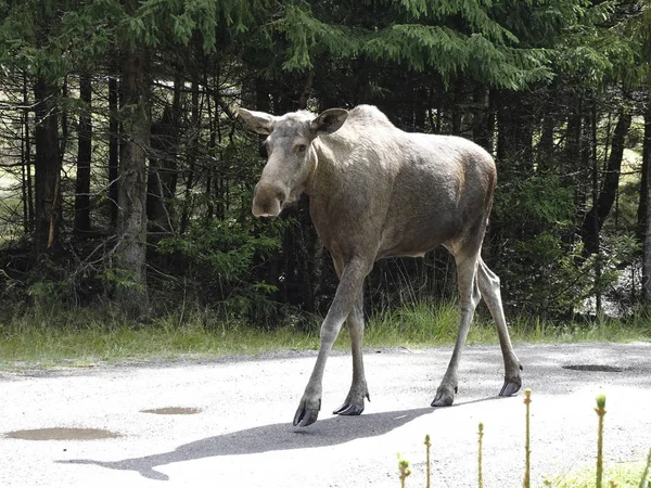 Elk Eurasiano Seu Habitat Natural Suécia — Fotografia de Stock