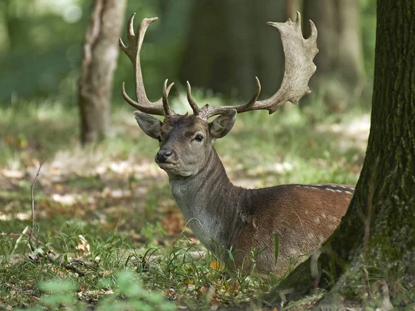 Fallow Deer Its Natural Habitat Denmark — Stock Photo, Image