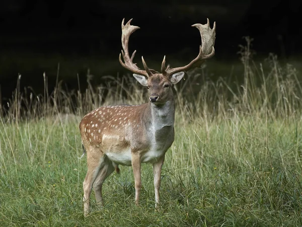 Cervi Nel Loro Habitat Naturale Danimarca — Foto Stock