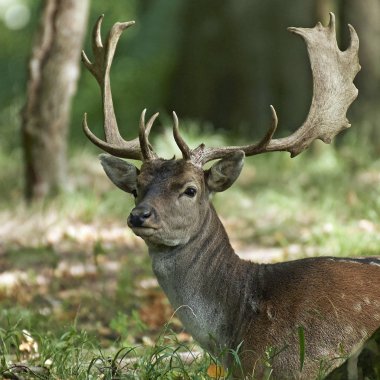 Doğal habitatları Danimarka alageyik