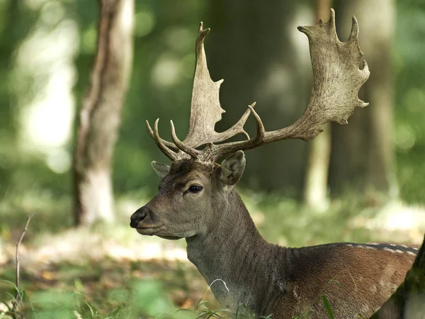 Fallow Deer Its Natural Habitat Denmark — Stock Photo, Image