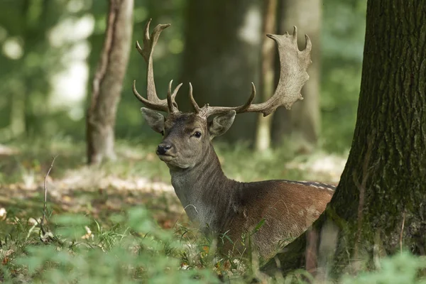 Fallow Deer Its Natural Habitat Denmark — Stock Photo, Image