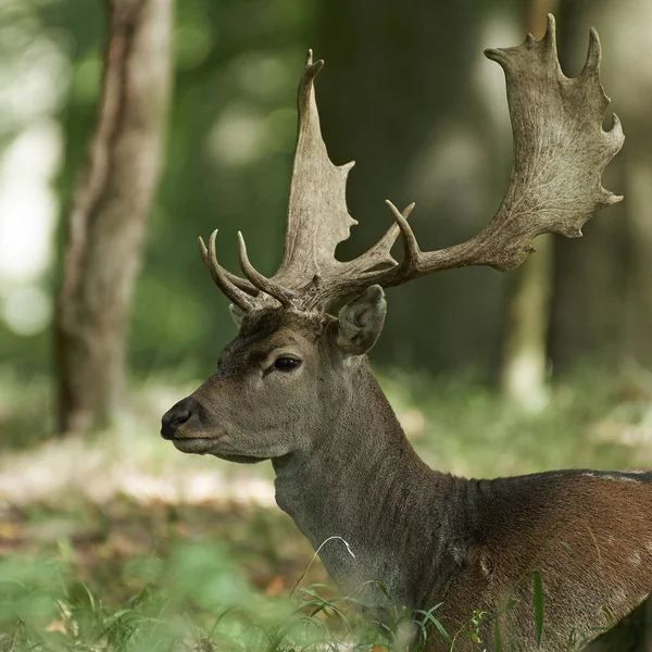 Fallow Deer Its Natural Habitat Denmark — Stock Photo, Image