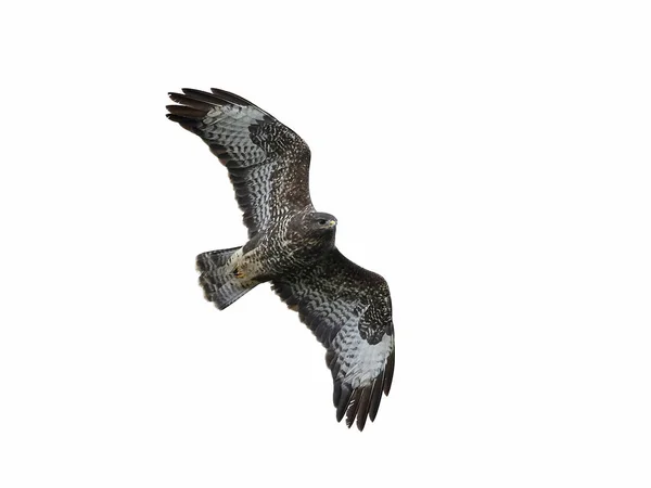 Buizerd Tijdens Vlucht Geïsoleerd Een Witte Achtergrond — Stockfoto