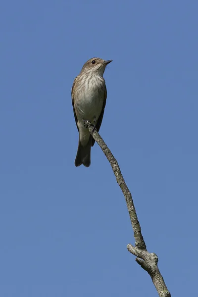 Spotted Flycatcher Its Natural Habitat Denmark — Stock Photo, Image