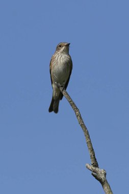 Doğal habitatları Danimarka Benekli sinekkapan