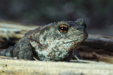 Avrupa kara kurbağası (Bufo bufo)