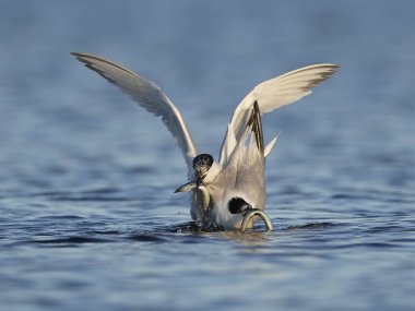 Sandviç kabuğu Danimarka 'daki doğal ortamında.