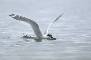 Sandviç kabuğu Danimarka 'daki doğal ortamında.