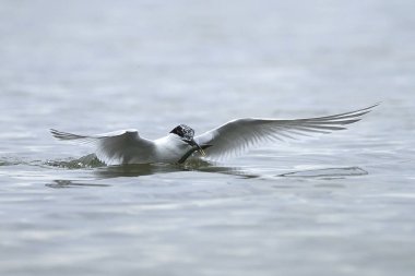 Sandviç kabuğu Danimarka 'daki doğal ortamında.