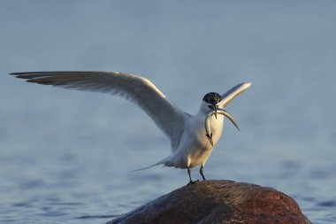 Sandviç kabuğu Danimarka 'daki doğal ortamında.