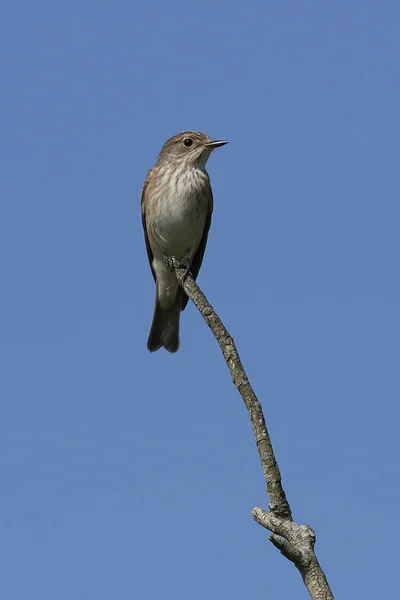 Spotted Flycatcher Its Natural Habitat Denmark — Stock Photo, Image