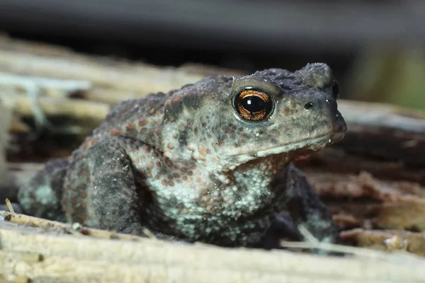 Европейская жаба (Bufo bufo ) — стоковое фото