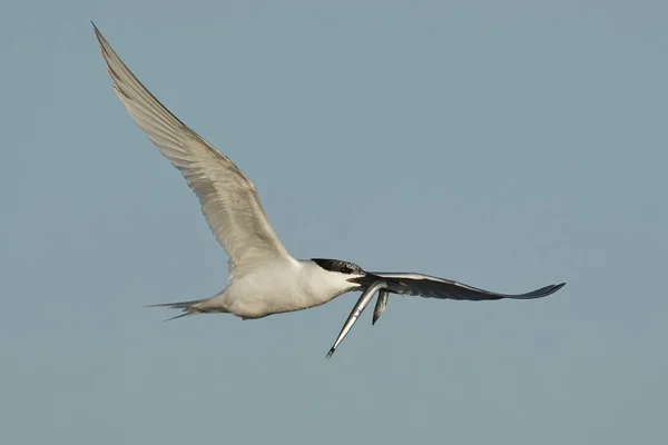 Sandwich Tern Its Natural Habitat Denmark — Stock Photo, Image