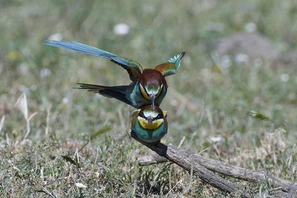 Pemakan Lebah Eropa Kawin Pada Cabang Habitat Mereka — Stok Foto