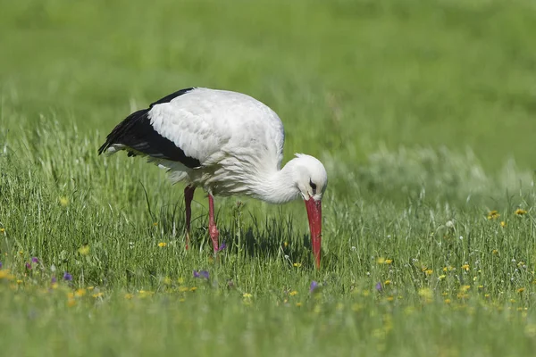 White Stork Looking Food Its Habitat — Stock Photo, Image