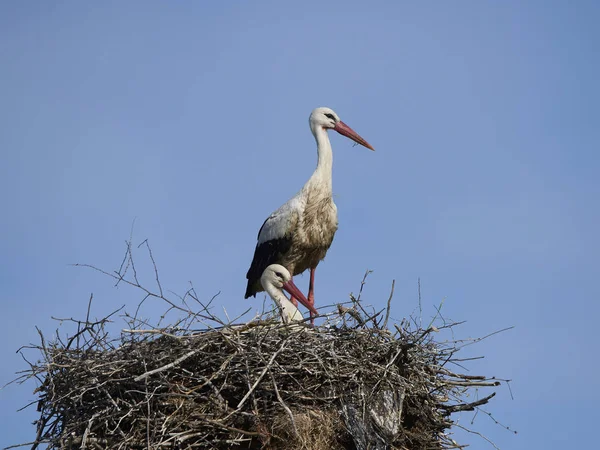 White Storks Nest Blue Skies Background — Stock Photo, Image
