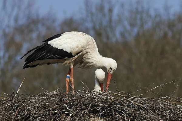 Ooievaar Haar Nest Met Blauwe Luchten Achtergrond — Stockfoto