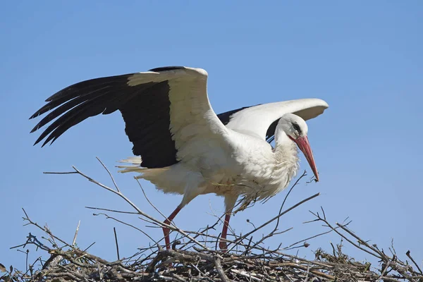 White Stork Its Nest Blue Skies Background — Stock Photo, Image