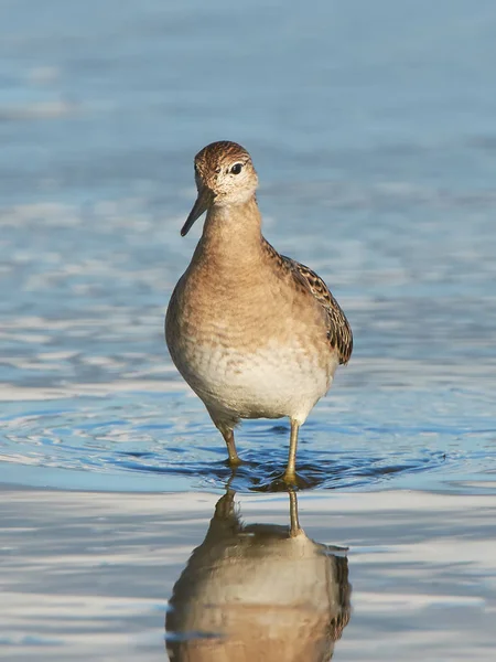 Ruff Looking Food Its Habitat Seen Front — Stock Photo, Image