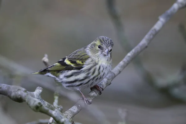 Rödspätta (Spinus spinus)) — Stockfoto