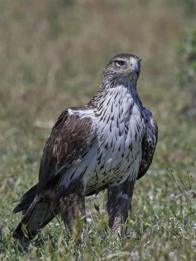 Habitatları yere dinlenme Bonellis kartal