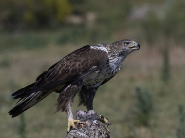 Yaşam bir şube üzerinde dinlenme Bonellis kartal