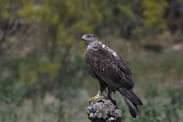 Bonellis Eagle Rusten Een Tak Zijn Leefgebied — Stockfoto