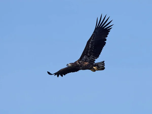 White Tailed Eagle Flight Blue Skies Background — Stock Photo, Image