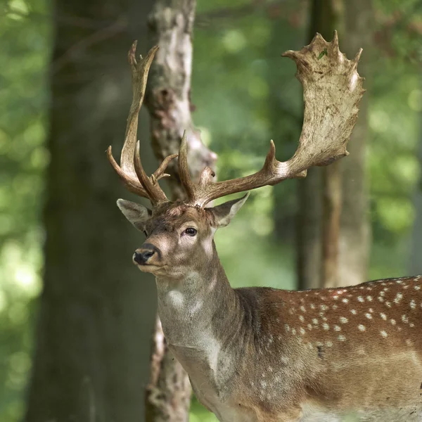 Cervi Nel Loro Habitat Naturale Danimarca — Foto Stock