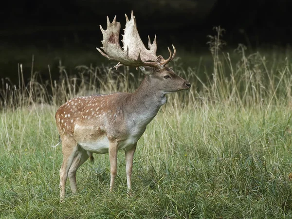 Cervi Nel Loro Habitat Naturale Danimarca — Foto Stock