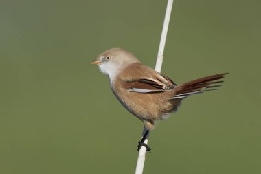 Doğal habitatları Danimarka Juvenil sakallı baştankara